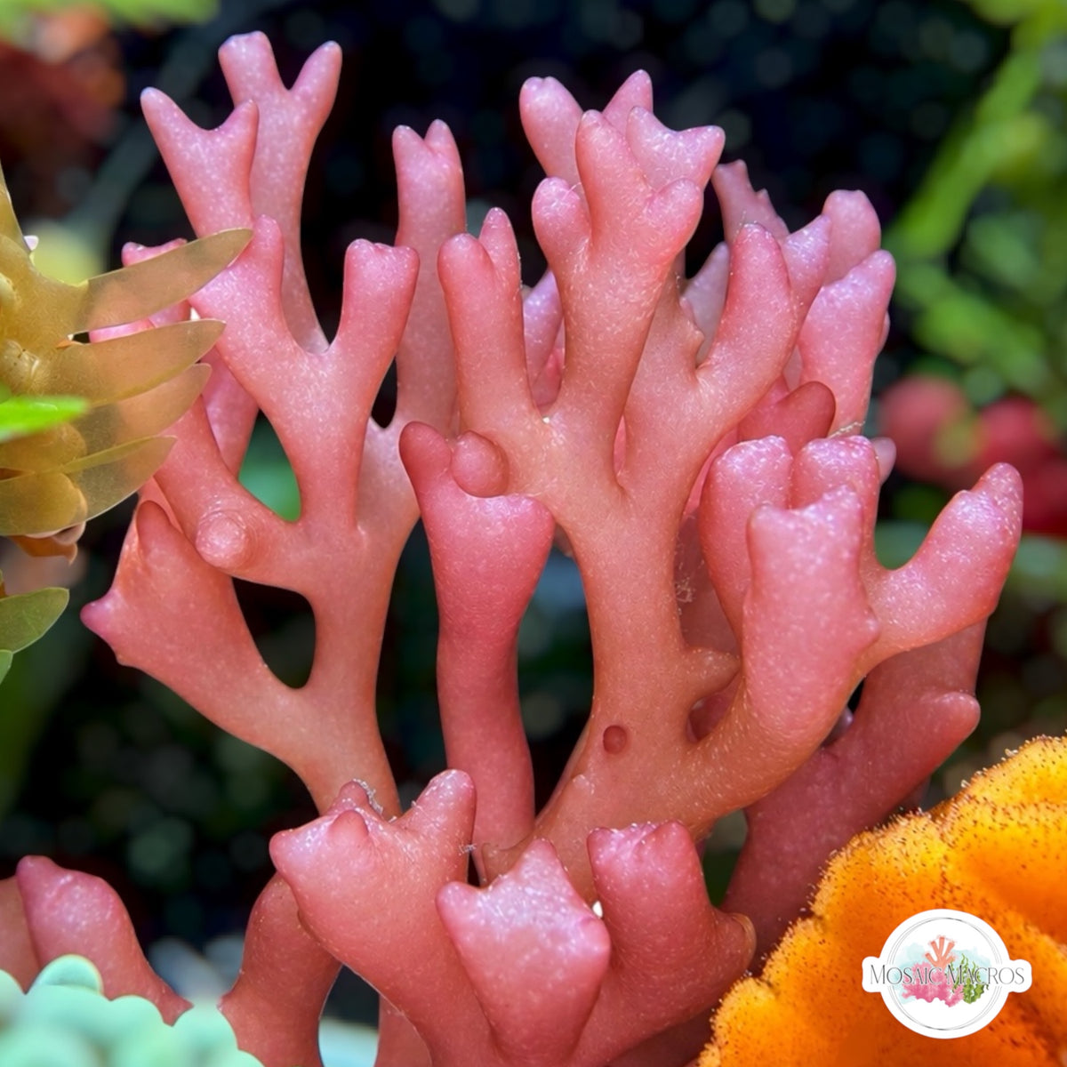 Stubby Coral Macroalgae | Gracilaria sp.