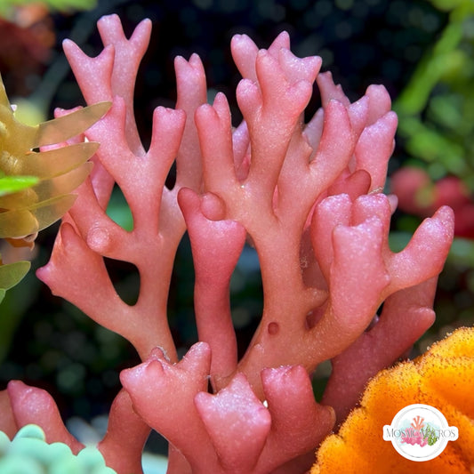 Stubby Coral Macroalgae | Gracilaria sp.