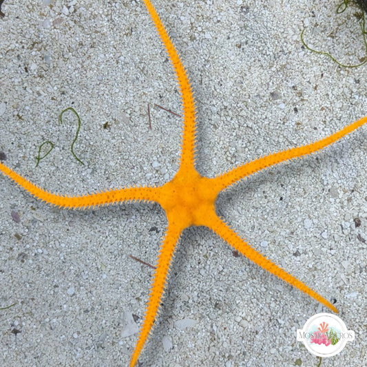 Yellow Serpent Star | Ophiolepis elegans