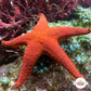 Orange Fromia Starfish | Fromia milleporella
