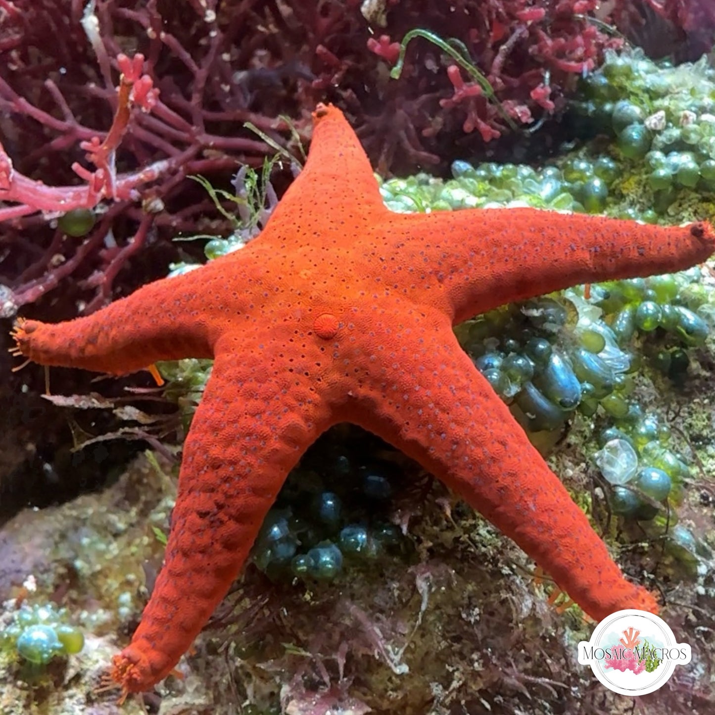 Red Fromia Starfish | Fromia milleporella