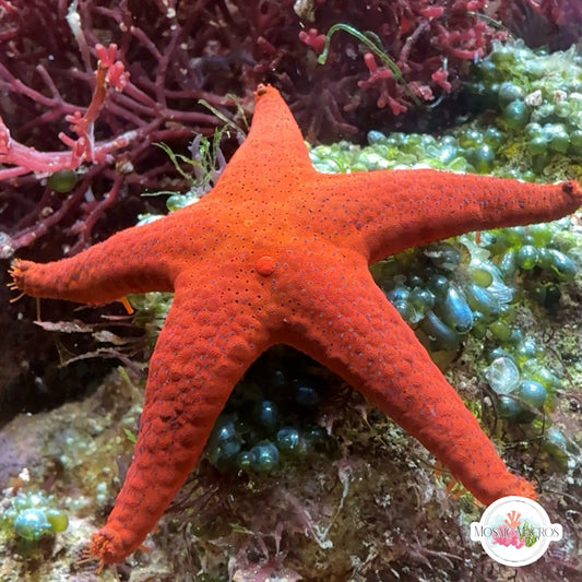 Red Fromia Starfish | Fromia milleporella