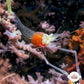 Crown Anemone Shrimp | Cuapetes kororensis