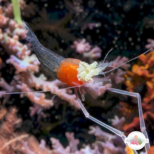 Crown Anemone Shrimp | Cuapetes kororensis