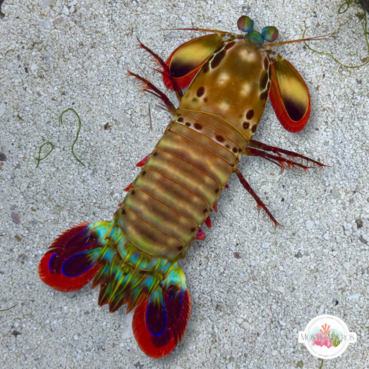 Peacock Mantis Shrimp | Odontodactyllus scyllarus