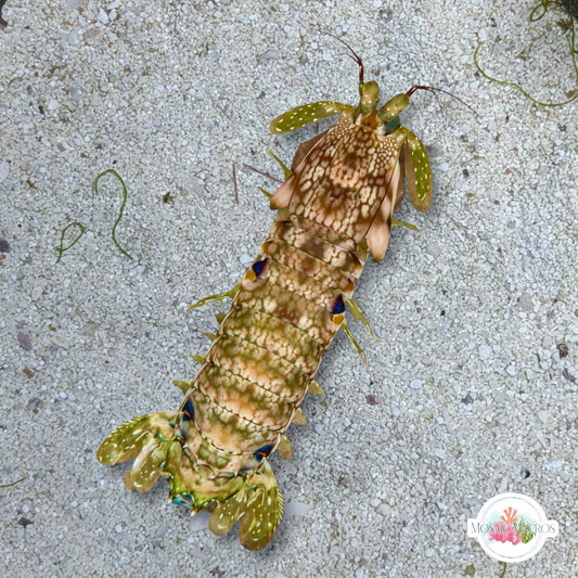 Green Marbled Mantis Shrimp | Odontodactylus platysoma