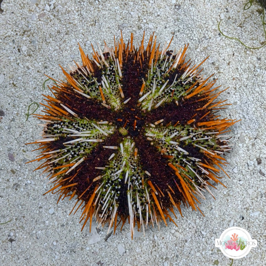 Halloween Urchin | Tripneuste gratillas
