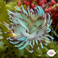 Blue & Purple-Striped Feather Duster | Sabellastarte sp.