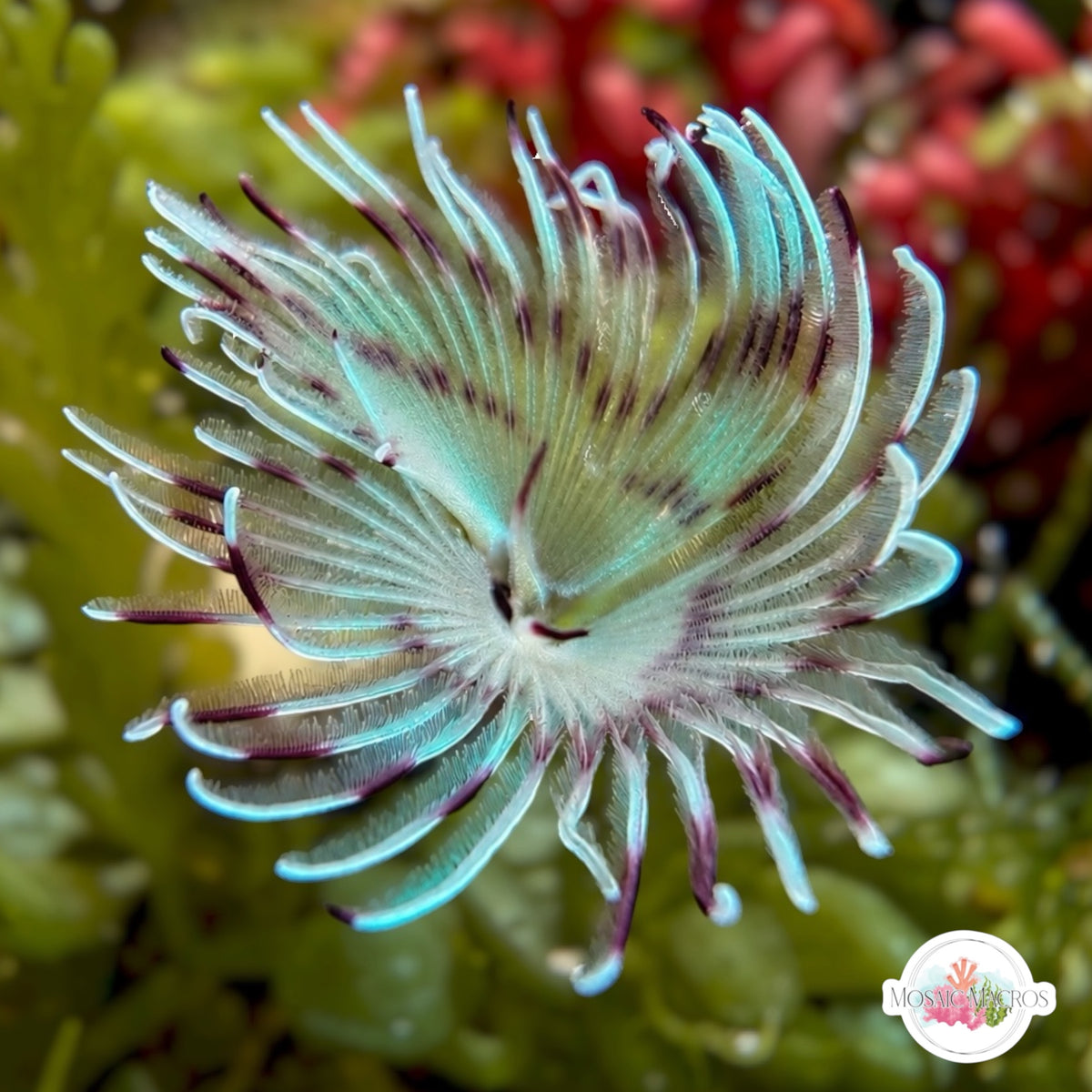 Blue & Purple-Striped Feather Duster | Sabellastarte sp.