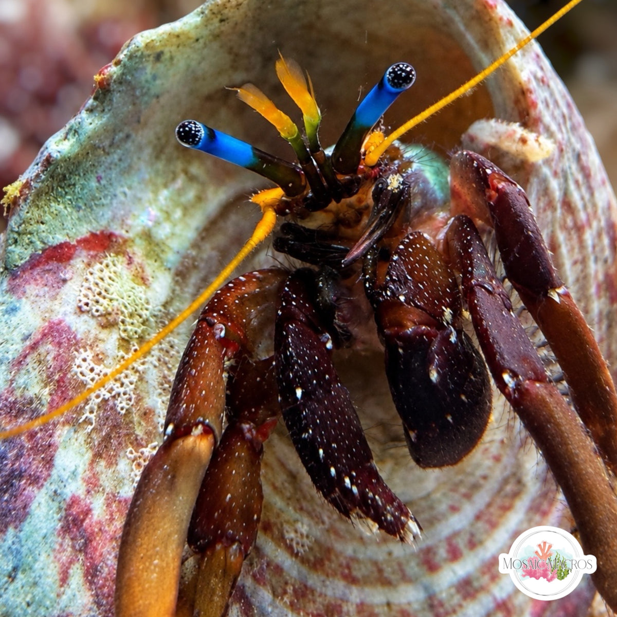 Morgan’s Blue-Eyed Hermit Crab | Calcinus morgani