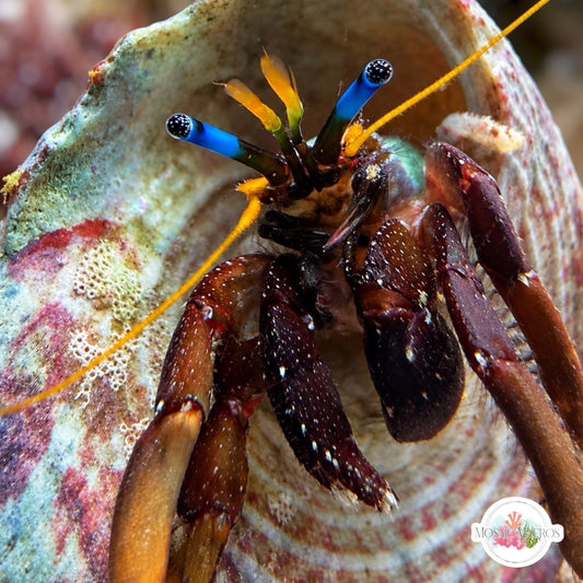 Morgan’s Blue-Eyed Hermit Crab | Calcinus morgani