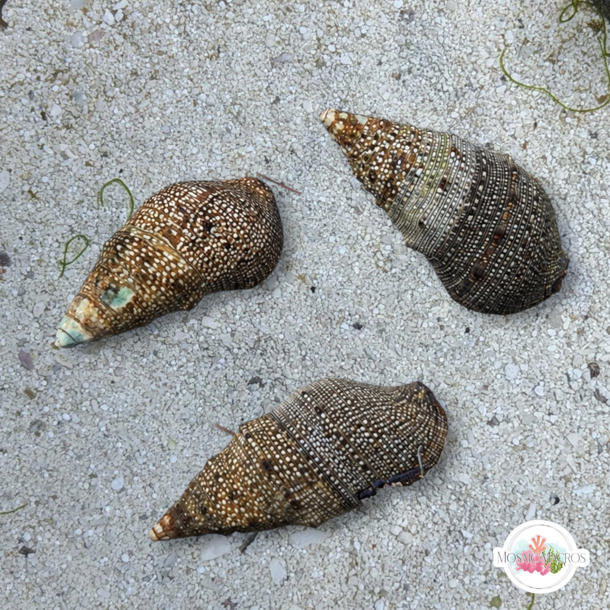 Baja California Cerith Snail | Cerithium stercusmuscarum