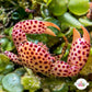 Spotted Trapeze Crab | Trapezia rufopuncata