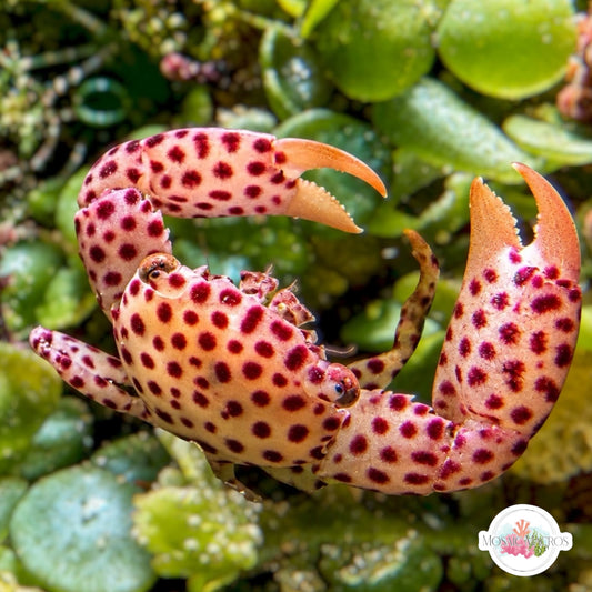 Spotted Trapeze Crab | Trapezia rufopuncata