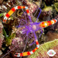 Blue Banded Coral Shrimp | Stenopus tenuirostris