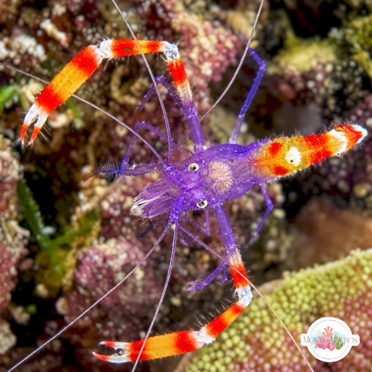 Blue Banded Coral Shrimp | Stenopus tenuirostris