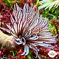 Plume Feather Duster | Sabellastarte sp.