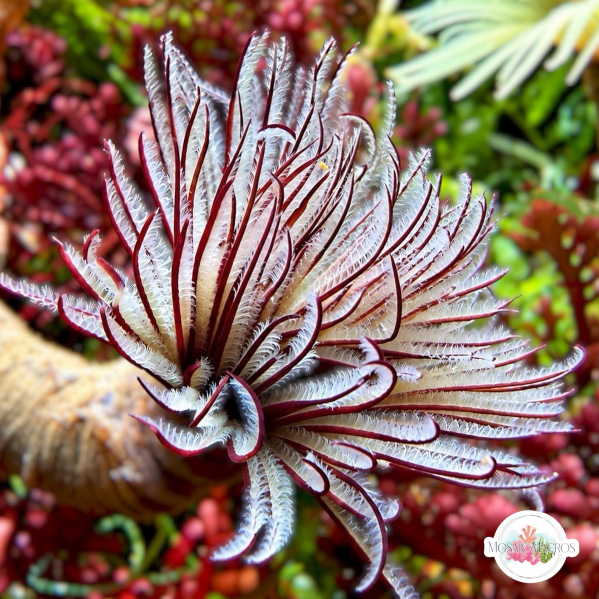 Plume Feather Duster | Sabellastarte sp.