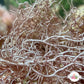 Ghastly Liagora Macroalgae | Liagora sp.