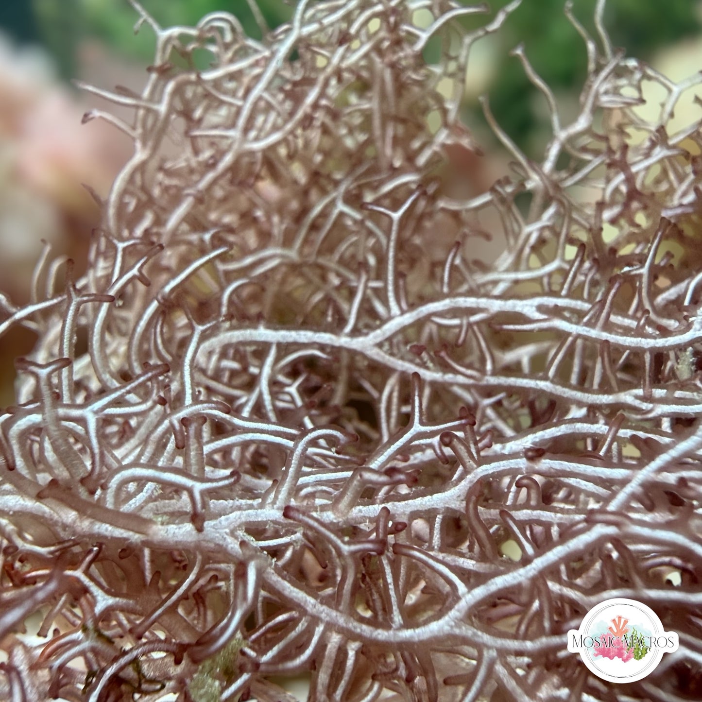 Ghastly Liagora Macroalgae | Liagora sp.
