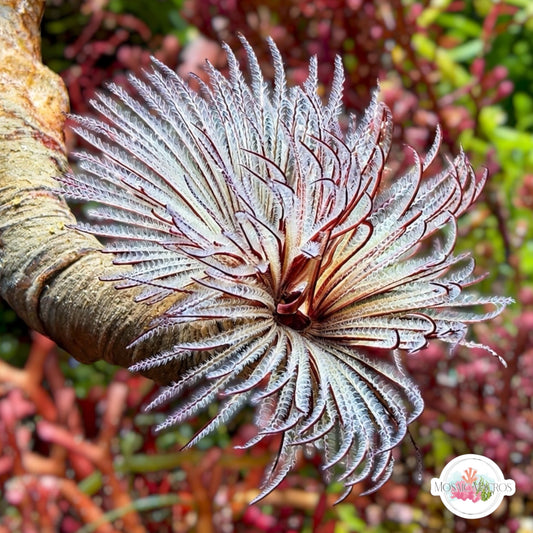 Plume Feather Duster | Sabellastarte sp.