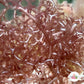 Ghastly Liagora Macroalgae | Liagora sp.