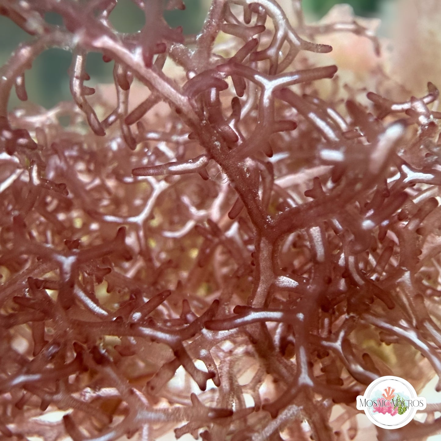 Ghastly Liagora Macroalgae | Liagora sp.