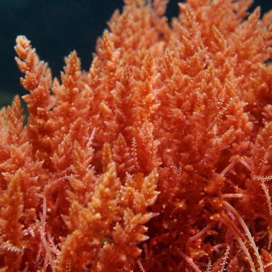 Sea Plume Macroalgae | Asparagopsis taxiformis