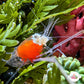 Crown Anemone Shrimp | Cuapetes kororensis
