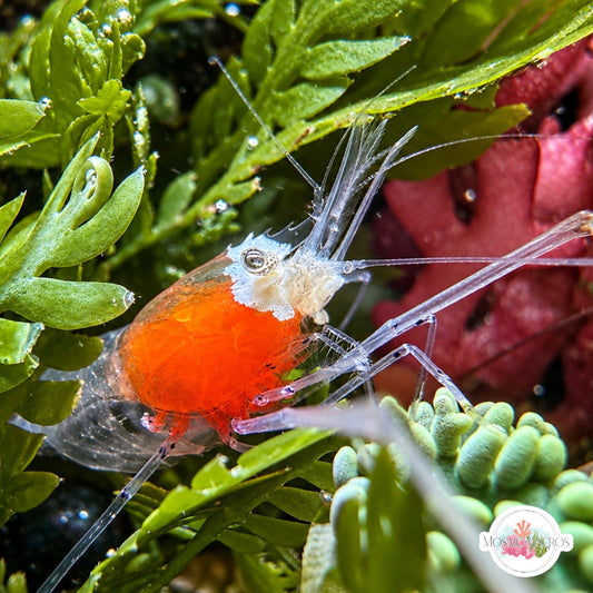 Crown Anemone Shrimp | Cuapetes kororensis