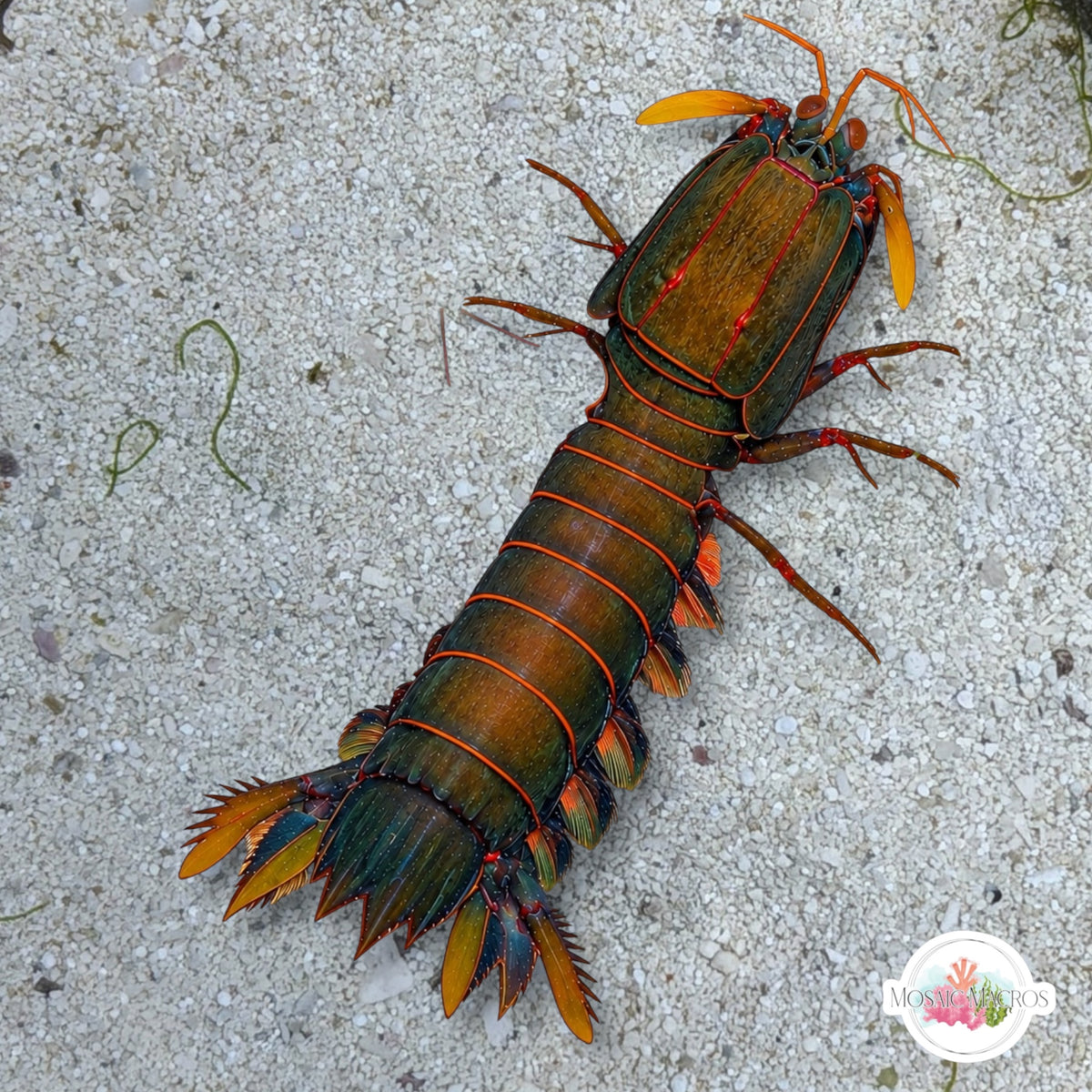 Purple-Spot Mantis Shrimp | Gonodactylus smithii
