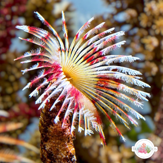 Split-Crown Feather Duster | Anamobaea orstedii