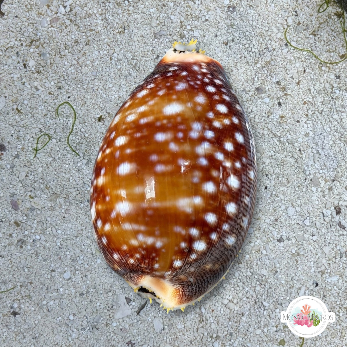 Calf Cowrie Snail | Lyncina vitellus