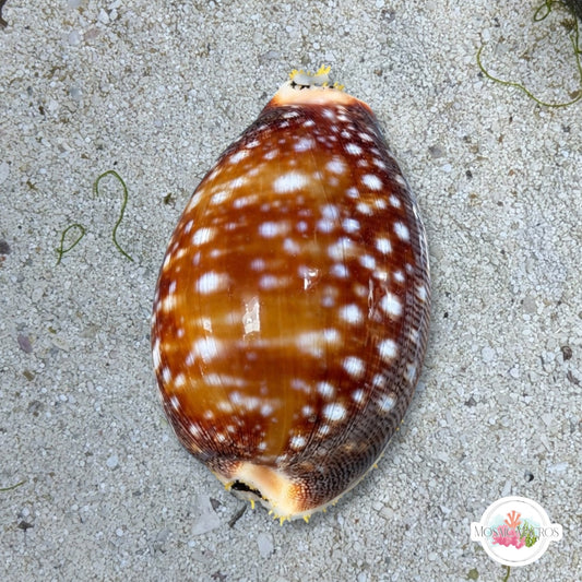 Calf Cowrie Snail | Lyncina vitellus