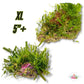 Assorted Caulerpa Macroalgae Rocks