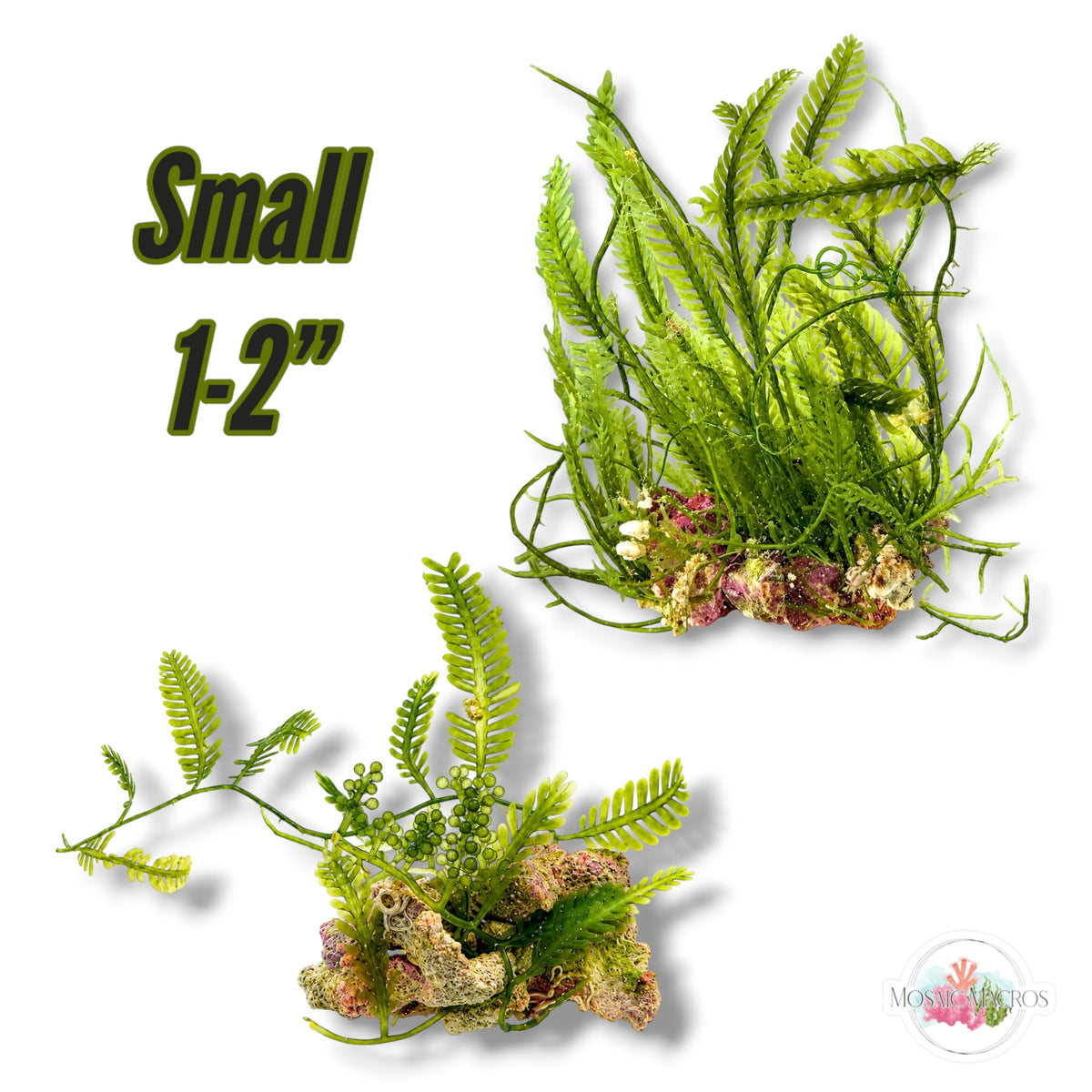 Assorted Caulerpa Macroalgae Rocks