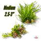 Assorted Caulerpa Macroalgae Rocks