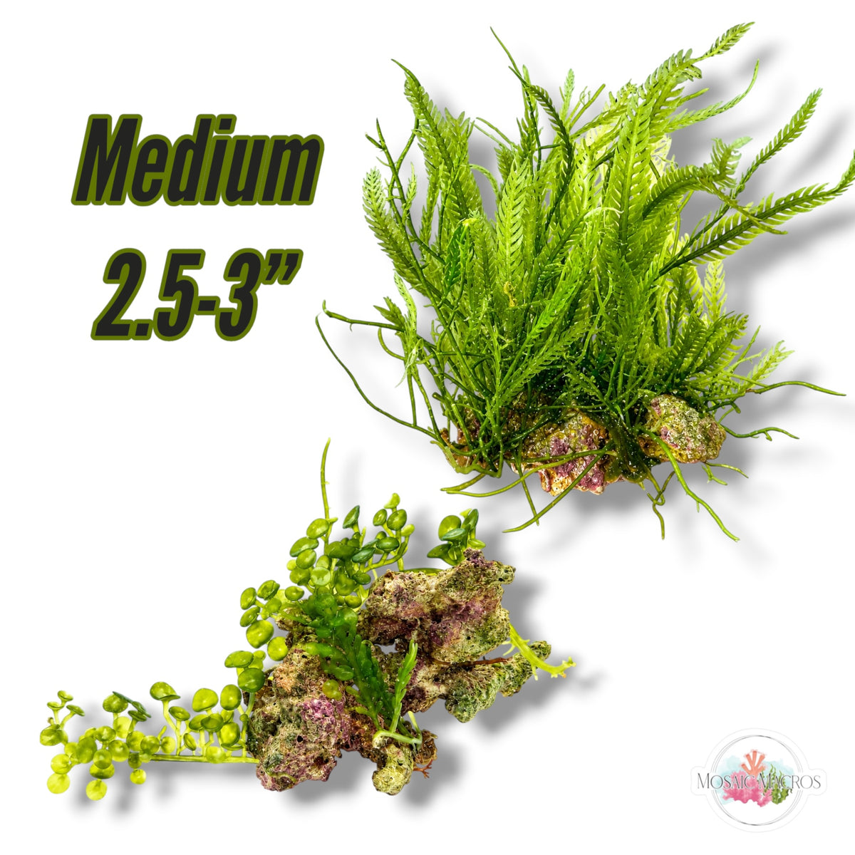 Assorted Caulerpa Macroalgae Rocks