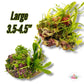 Assorted Caulerpa Macroalgae Rocks