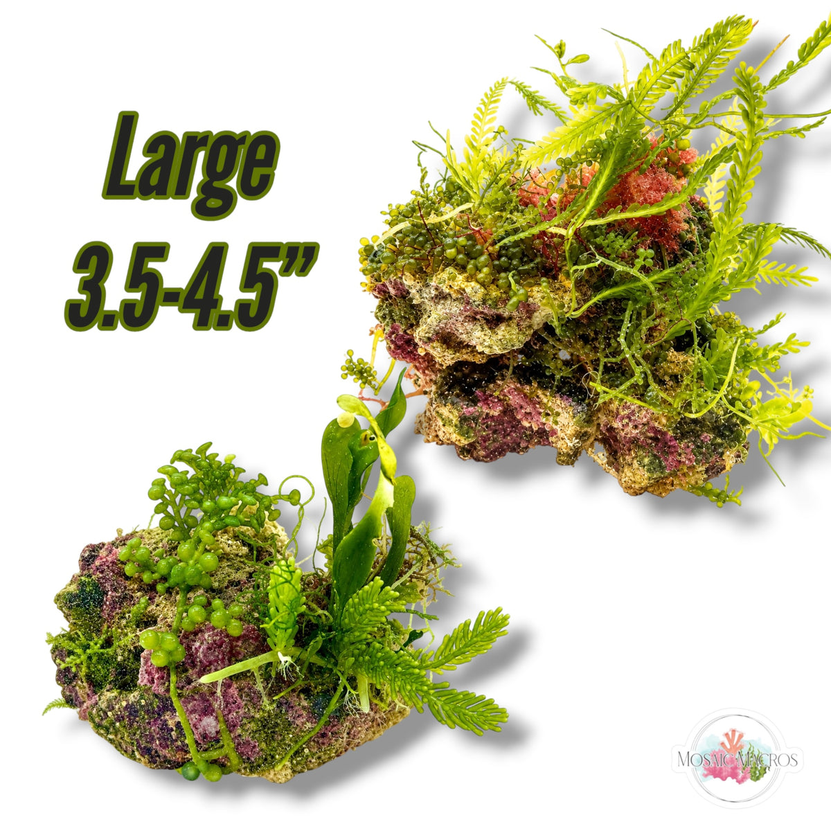 Assorted Caulerpa Macroalgae Rocks