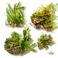 Assorted Caulerpa Macroalgae Rocks