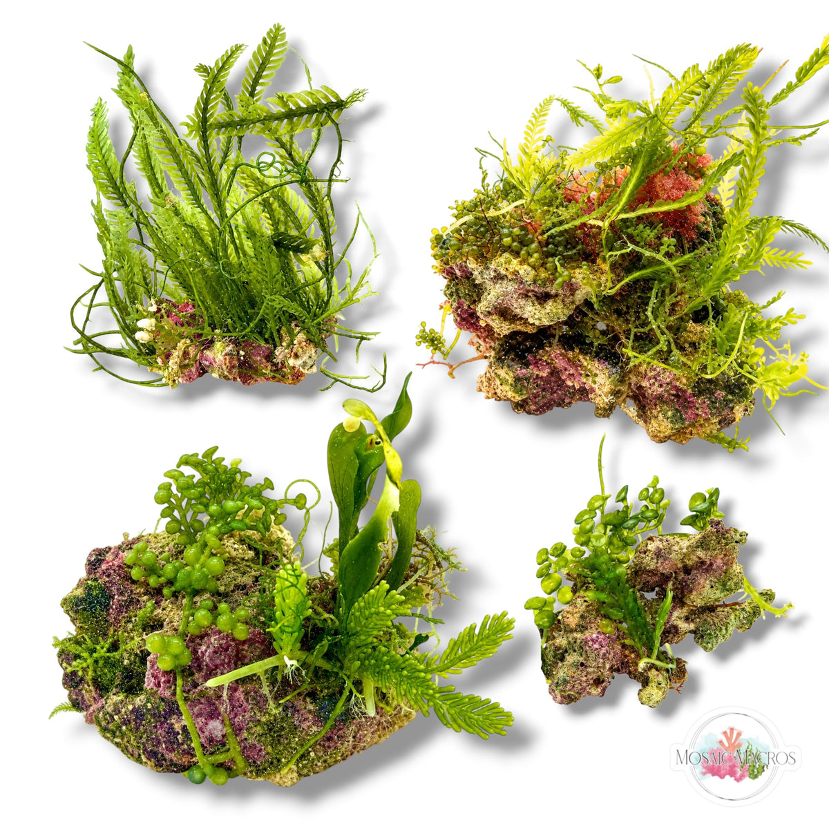 Assorted Caulerpa Macroalgae Rocks