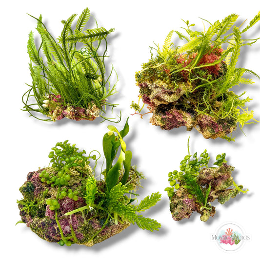 Assorted Caulerpa Macroalgae Rocks