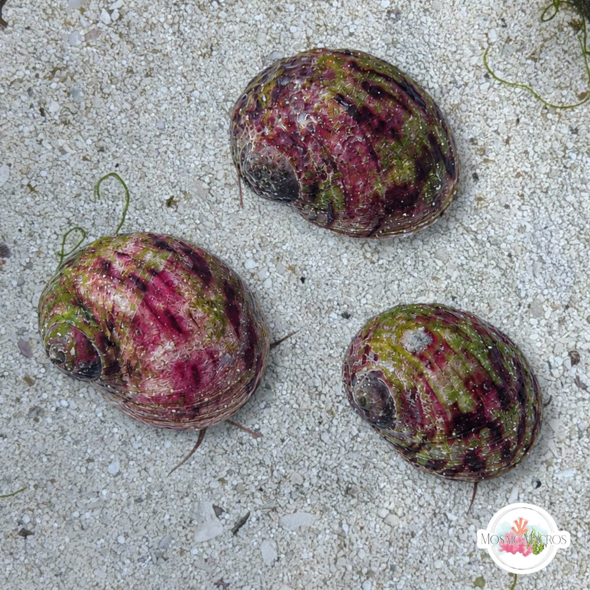 XL Bleeding Tooth Nerite Snail | Nerita peloronta