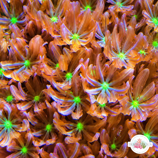 Daisy Polyps | Knopia octocontacanalis