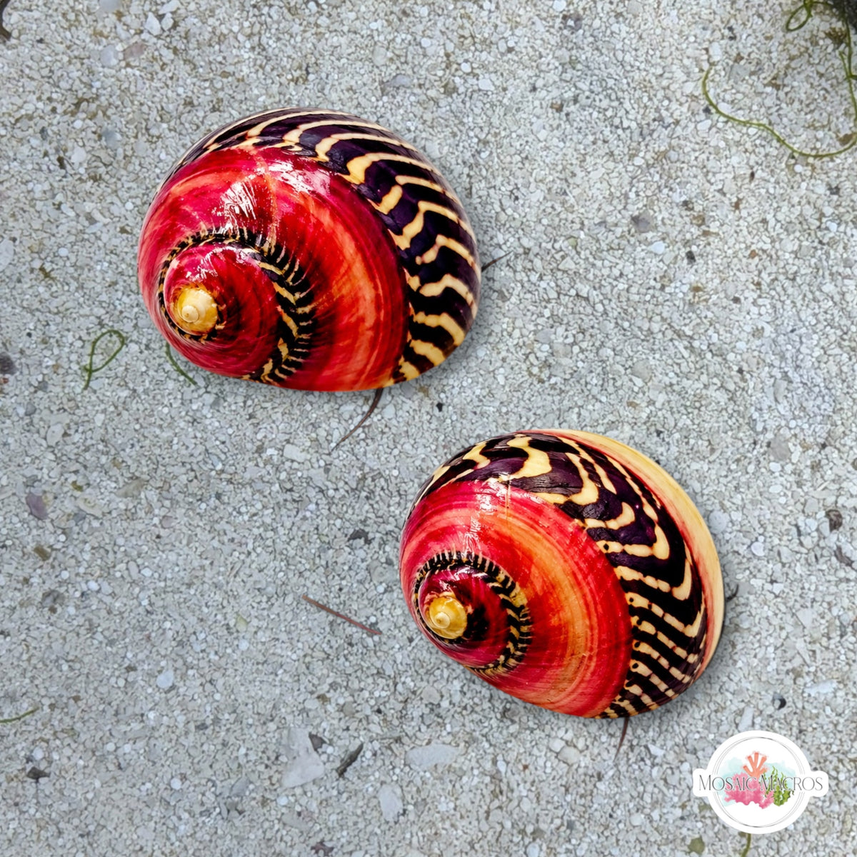 Red Racer Nerite Snail | Vittina waigiensis