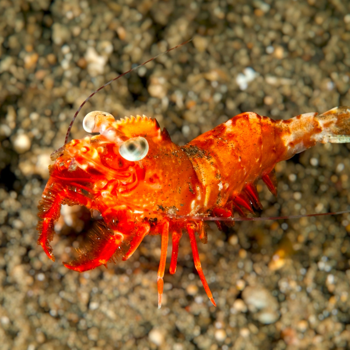 Humpback Prawn Shrimp | Metapenaeopsis lamellata