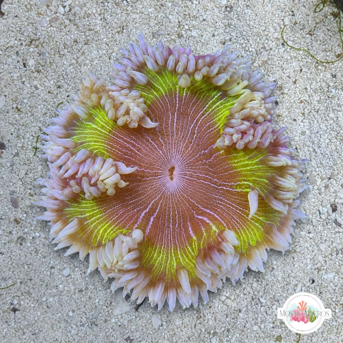 Ultra Rock Flower Anemone | Phymanthus crucifer