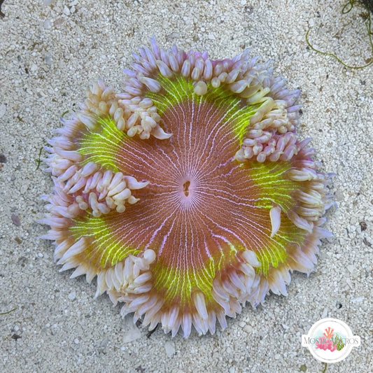 Ultra Rock Flower Anemone | Phymanthus crucifer