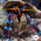 Electric Blue Knuckle Hermit Crab | Calcinus elegans